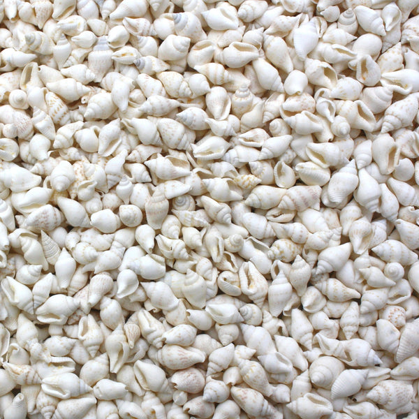 Dotted Dove White Tiny Whelk Shells - 1 Kg